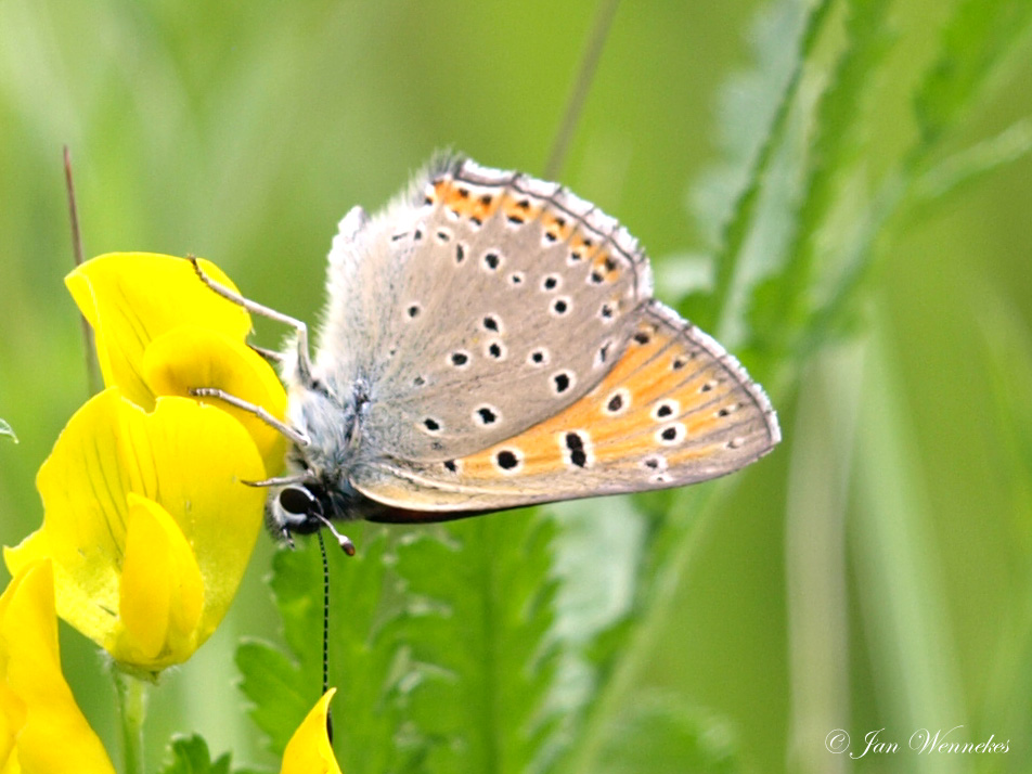 Rode vuurvlinder, Lycaena hippothoe.JPG